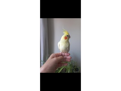 Full ele alışık kaçmaz ısırmaz erkek sultan yavrusu