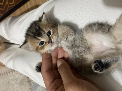 5 haziran doğumlu yavrular yeni yuvalarına hazır