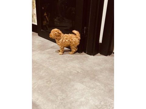 Safkan toy boyut poodle yavrumuz
