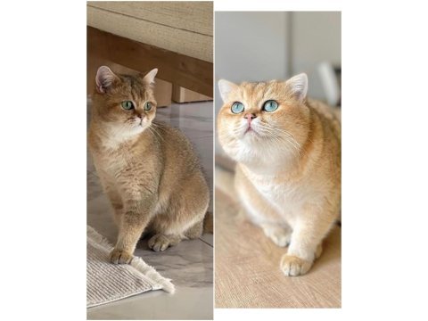 Golden british shorthair yavrular