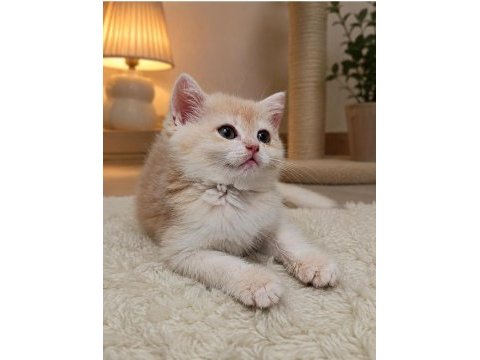 Lilac golden dişi yavru cy 12 british