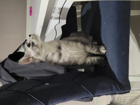 5 aylık yavru maine coon