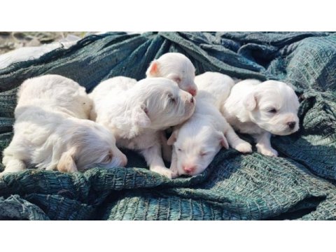 Bebeklerim 20 gün sonra teslim maltese terrier