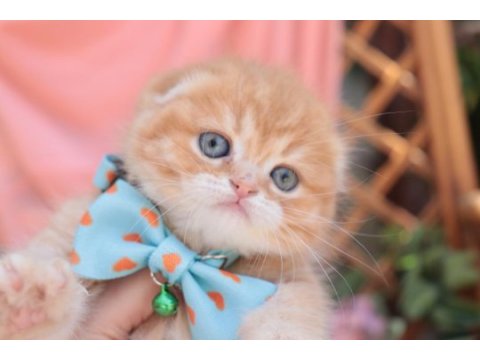 Top kafa scottish fold erkek yavru