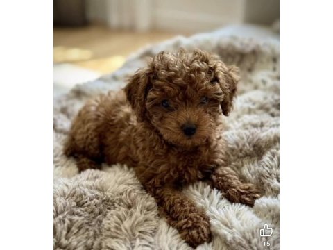 Aşılı mikroçipli pasaportlu toypoodle yavrularımız 