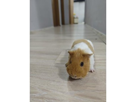 Ginepig erkek