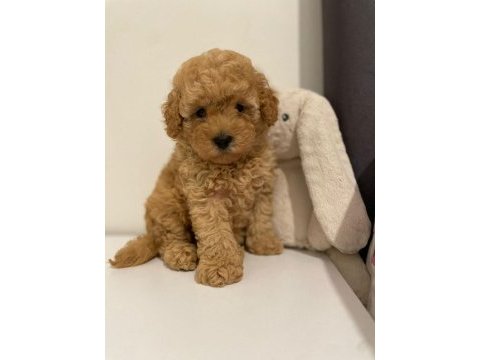 Red brown ev ortamı bebeklerimiz toy poodle