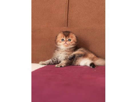 Erkek sıfır kulak üst kaliteli scottish fold