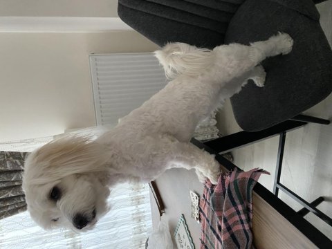 Malta terrier yavrumuza sıcak yuva arıyoruz