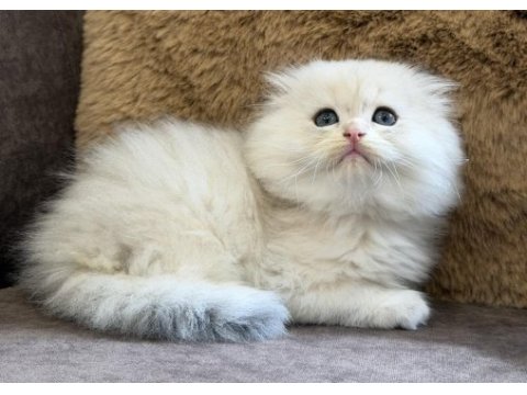 Longhair scottish fold bebek