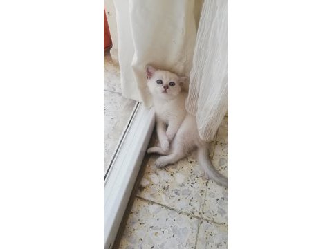 2 aylık silver lynx point erkek british shorthair uyguna