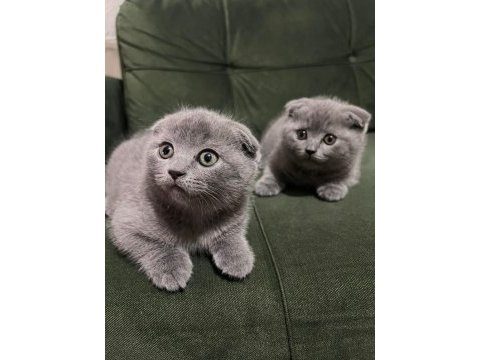 Scottish fold yavrularımız