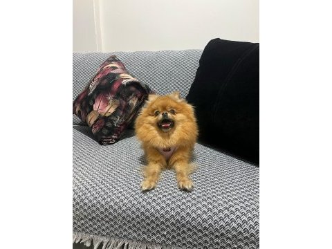 Pomeranian boo 2 yaşında