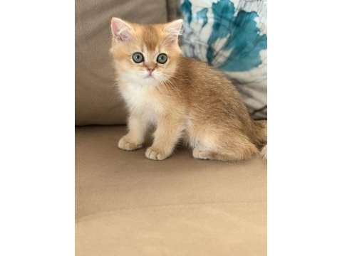 British shorthair erkek yavru teslime hazır