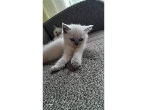 55 günlük blue point yavrular british shorthair