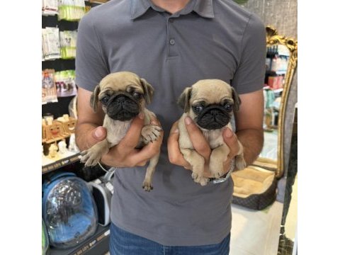 Dişi pug mops minikler