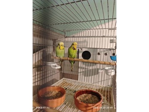 Show jumbo takım muhabbet kuşu