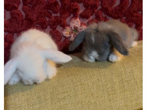 Blue ve beyaz mavi göz hollanda lop tavşanı