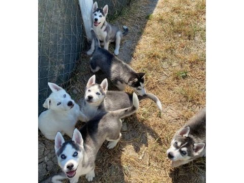 Dünyalar güzeli husky yavrularımız