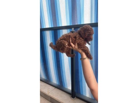 55 günlük toy poodle