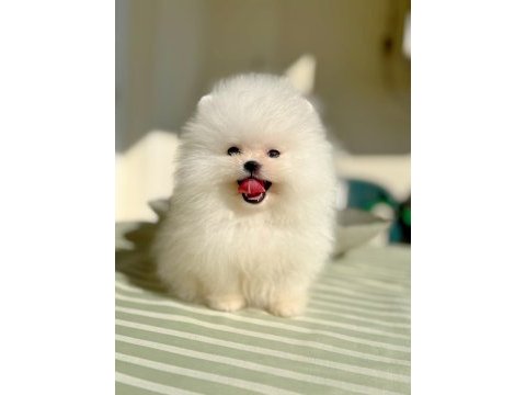 Teacup beyaz ayıcık pomeranian boo