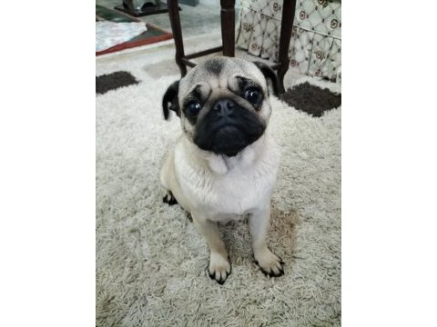 Acil sahiplendirilecek pug