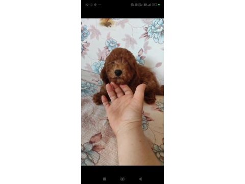 3 buçuk aylık poodle