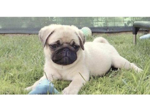 Pug safkan