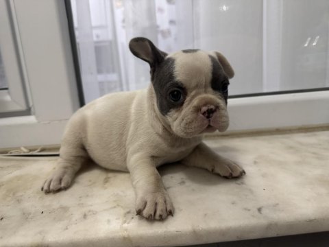 Blue piet french bulldog