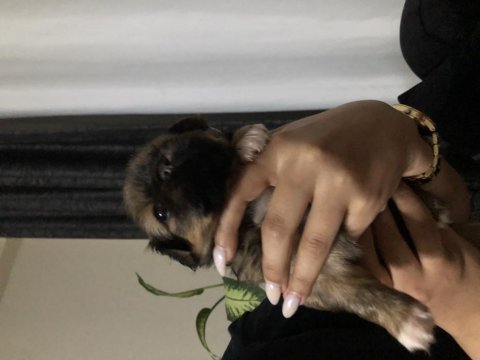 50 günlük orjınal pekinez kızımız acil