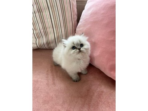 Pofuduk top kafa scottish fold yavrular
