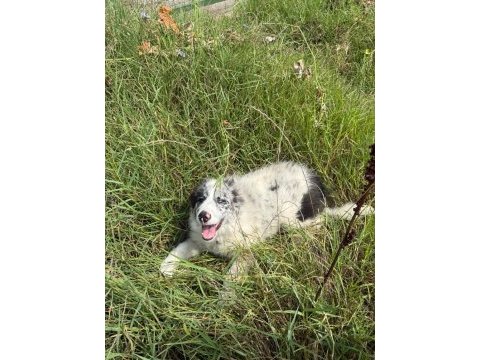 Dünyanın en zeki köpeği olan border collie
