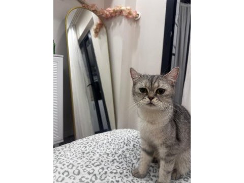 Acil ücretsiz sahiplendirilecek british shorthair
