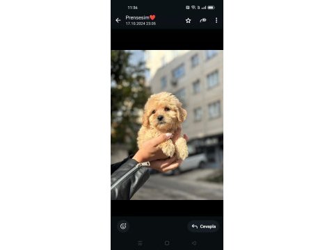 Sevimli maltipoo yavrular