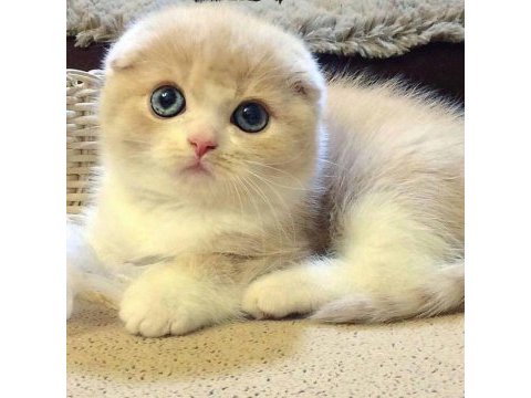 Scottish fold yavrularımız evinizin neşesi olacaktır
