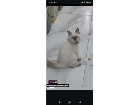 British scottish fold yavrularımız