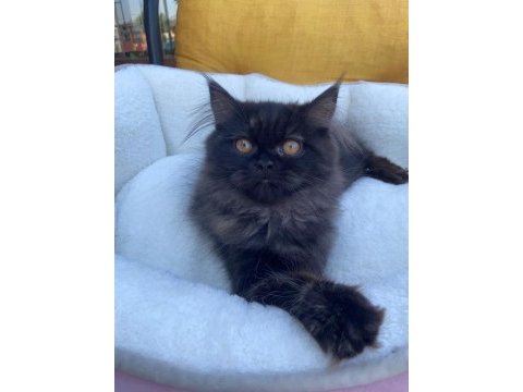 2 yavru kardeşler british longhair