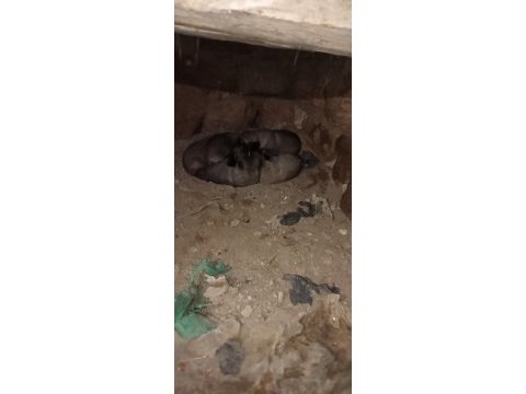 Safkan yavru kangallar