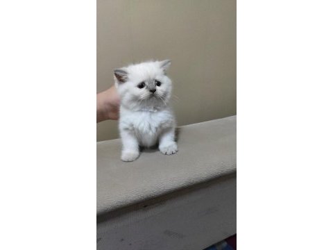 British shorthair kediler