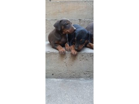 A kalite king doberman