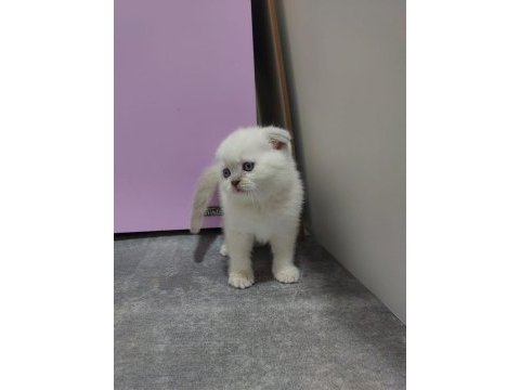 2 aylık scottish fold blue point yavrularımız