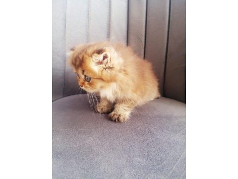 Golden bristih longhair