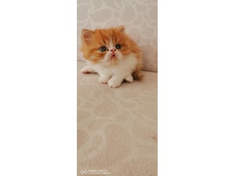 45 günlük safkan exotic shorthair