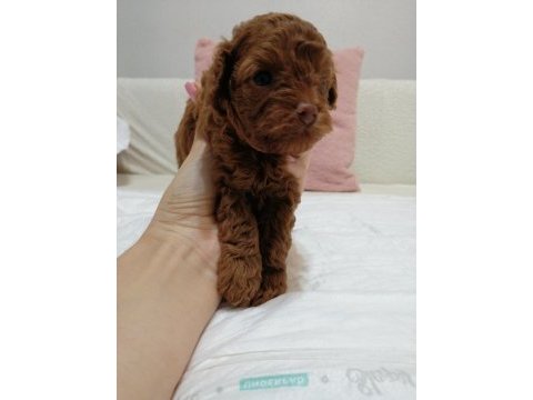 Kore toy poodle