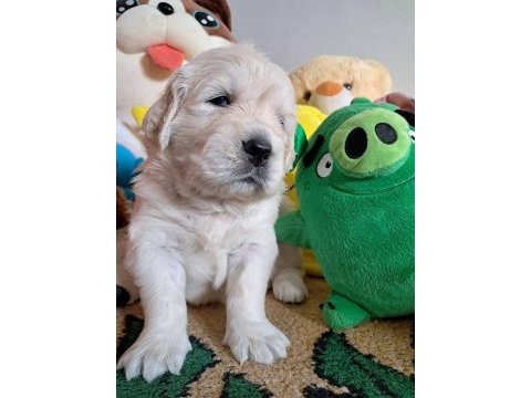 Golden retriever yavrular için ulaşabilirsiniz