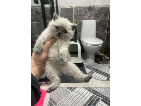 Ayı suratlı blue point british shorthair yavrularım