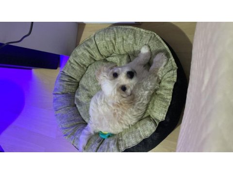 Maltese terrier yavru 3 aylık
