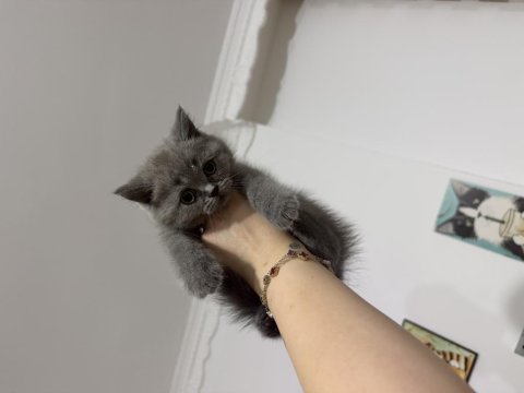 Badem gözlü british shorthair yeni yuvasını arıyor