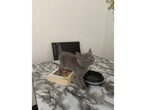 Sevimli british shorthair kardeş bebekler