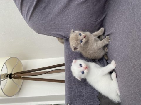 2 karamel 2 beyaz yavrum scottish fold